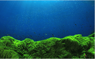 なぜ藻?