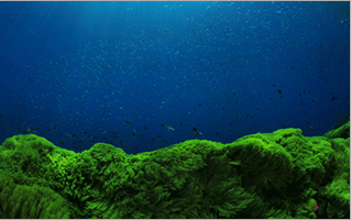 なぜ藻?